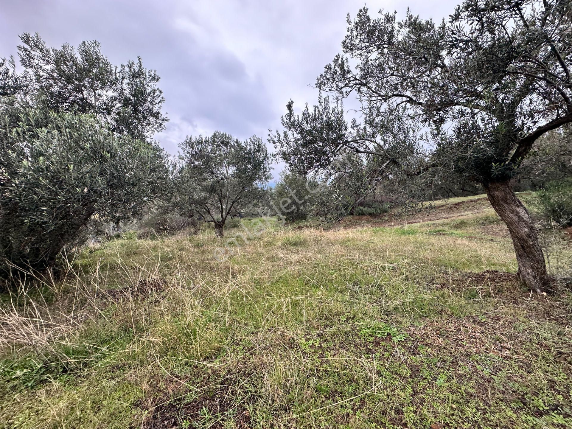 Mera Emlaktan Zeytinli Köyü 4.775 M2 Deniz Manzaralı Zeytinlik - Görsel 10