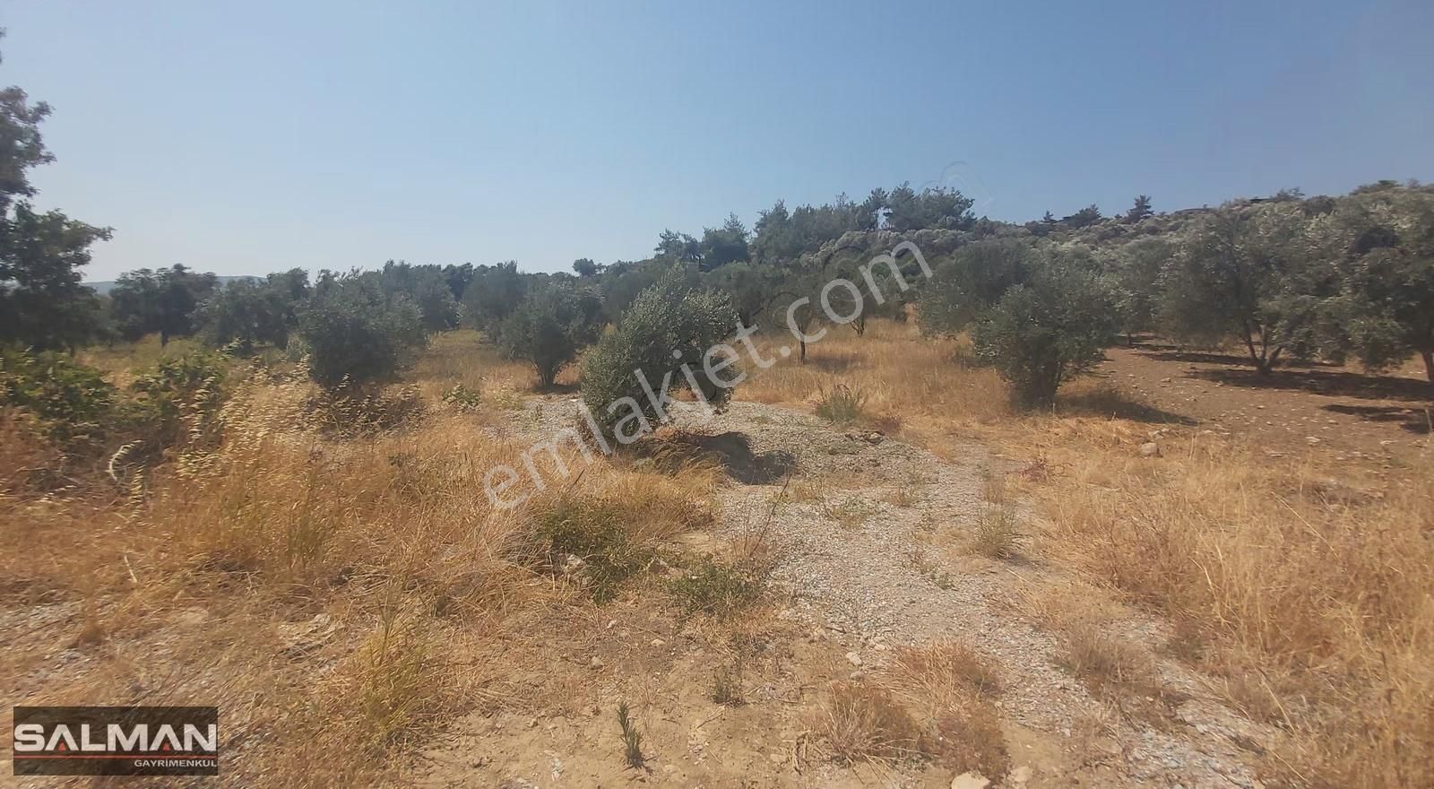 Torbalı Çapak Köyünde Yola Yakın Tek Tapu Satılık Zeytinli Tarla - Görsel 4