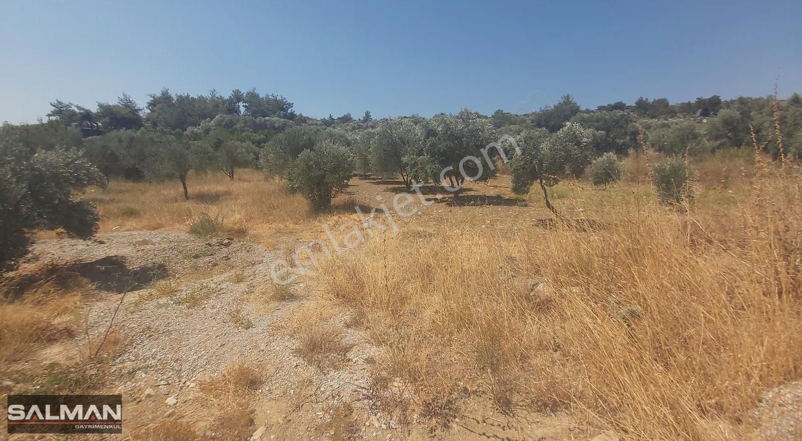 Torbalı Çapak Köyünde Yola Yakın Tek Tapu Satılık Zeytinli Tarla - Görsel 6