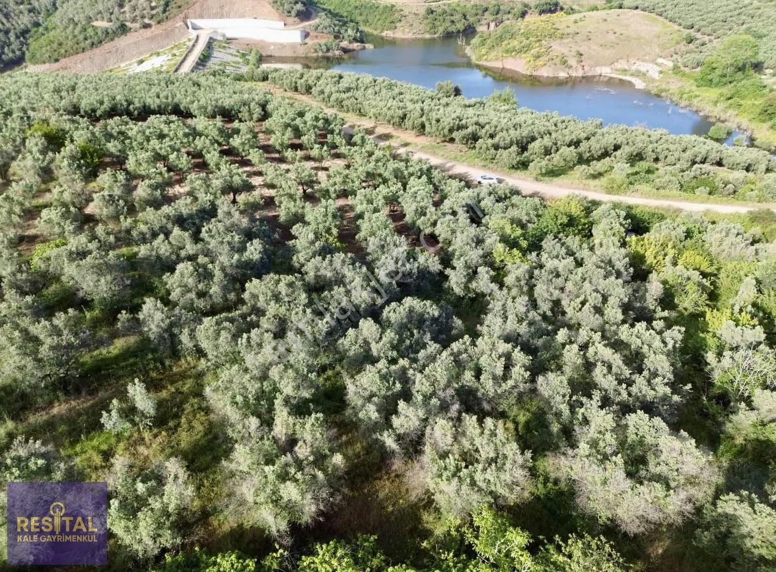Mudanya Yalıçiftlik Mah Muhteşem Lokasyonda Satılık Zeytinlik - Görsel 2