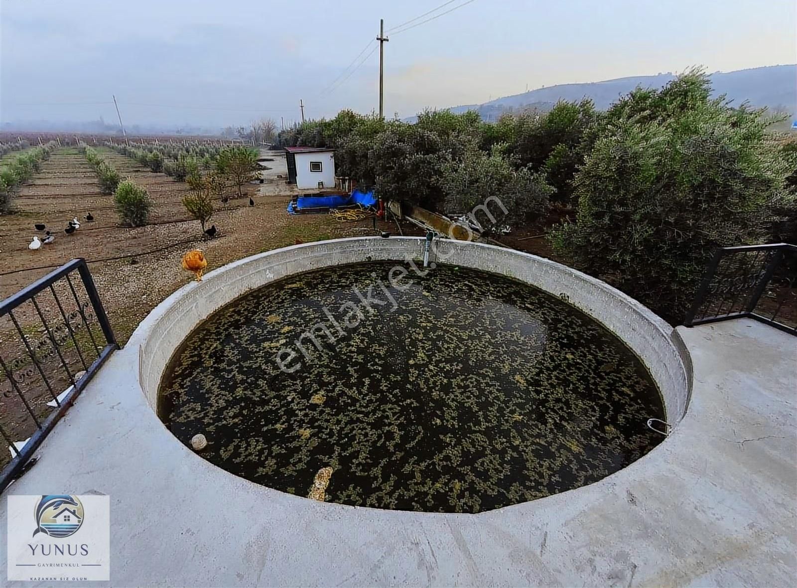 Yunus'tan Alaşehir Çakırcaali Mahallesi'nde Satılık Zeytinlik. - Görsel 11