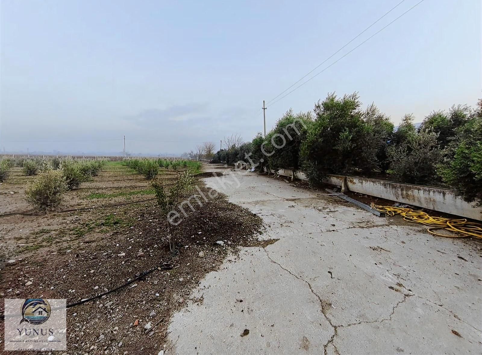 Yunus'tan Alaşehir Çakırcaali Mahallesi'nde Satılık Zeytinlik. - Görsel 4