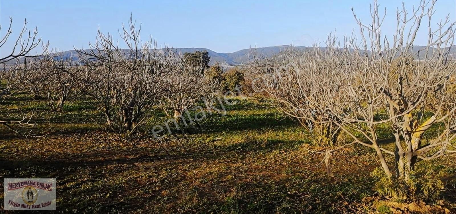 İzmir/selçuk/havutçulu Mh. 7 Dönüm İncir Bahçesi Satılıktır. - Görsel 7