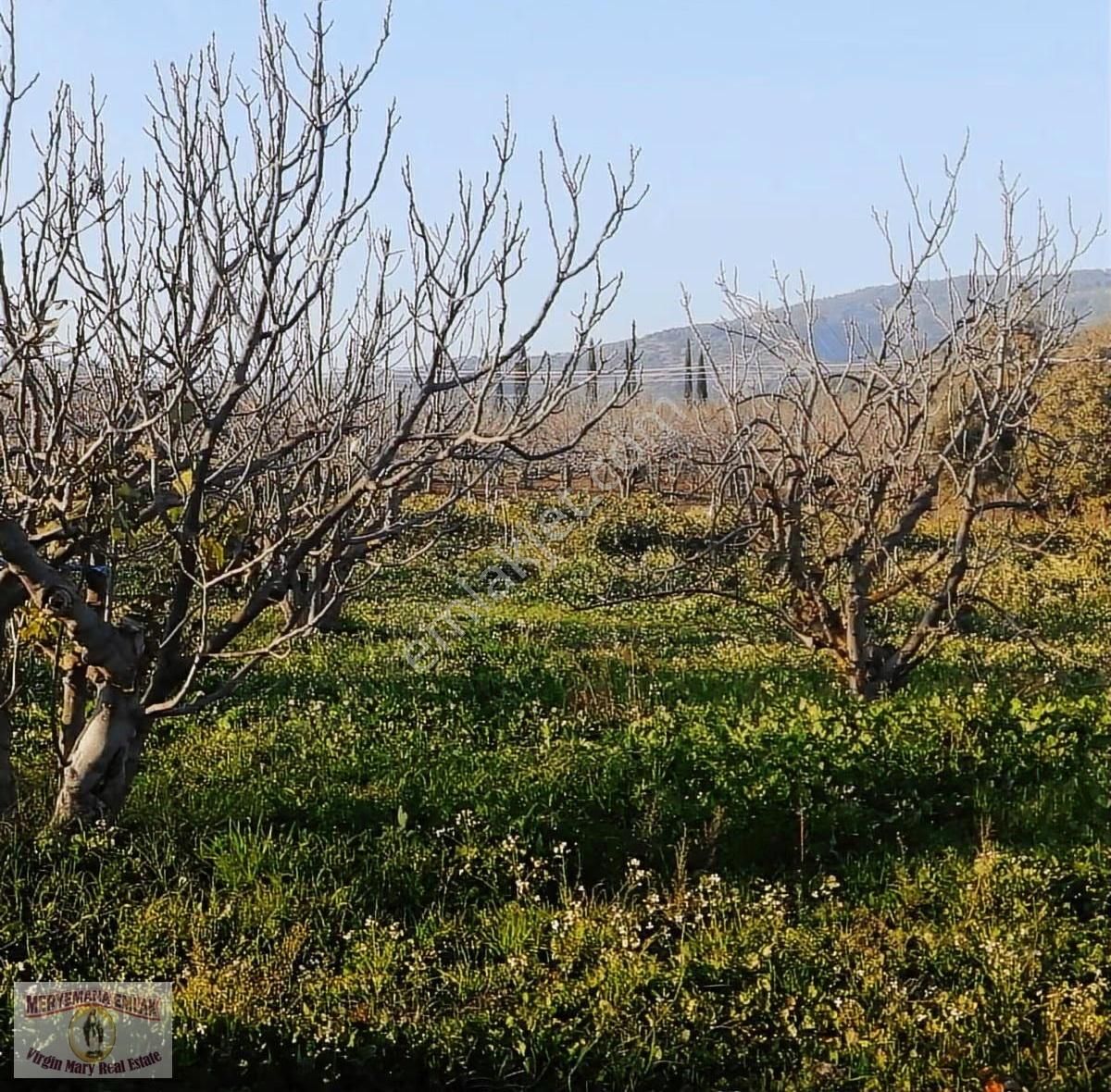 İzmir/selçuk/havutçulu Mh. 7 Dönüm İncir Bahçesi Satılıktır.
