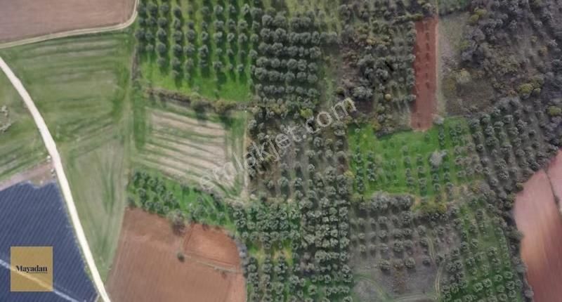 Bandırma Yeşilçomluda Zeytin Ağaçlı 725 M² Satılık Bağ - Görsel 11