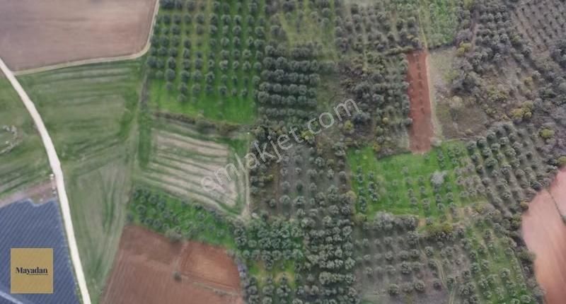 Bandırma Yeşilçomluda Zeytin Ağaçlı 725 M² Satılık Bağ - Görsel 10