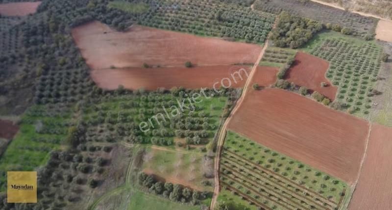 Bandırma Yeşilçomluda Zeytin Ağaçlı 725 M² Satılık Bağ - Görsel 2