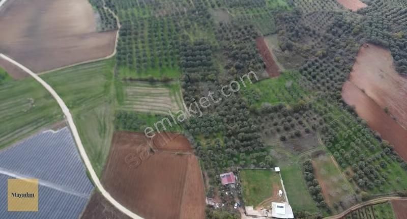 Bandırma Yeşilçomluda Zeytin Ağaçlı 725 M² Satılık Bağ - Görsel 5