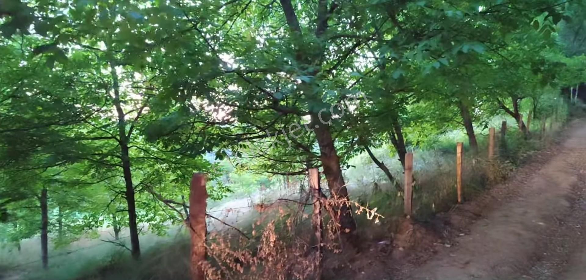 5194 M2 Kadastrol Yola Cephe , Suyu Olan 1 Dönümü Cevizlik Köye Yakın, Eskiyayla Köyü Çan Çanakkale - Görsel 8