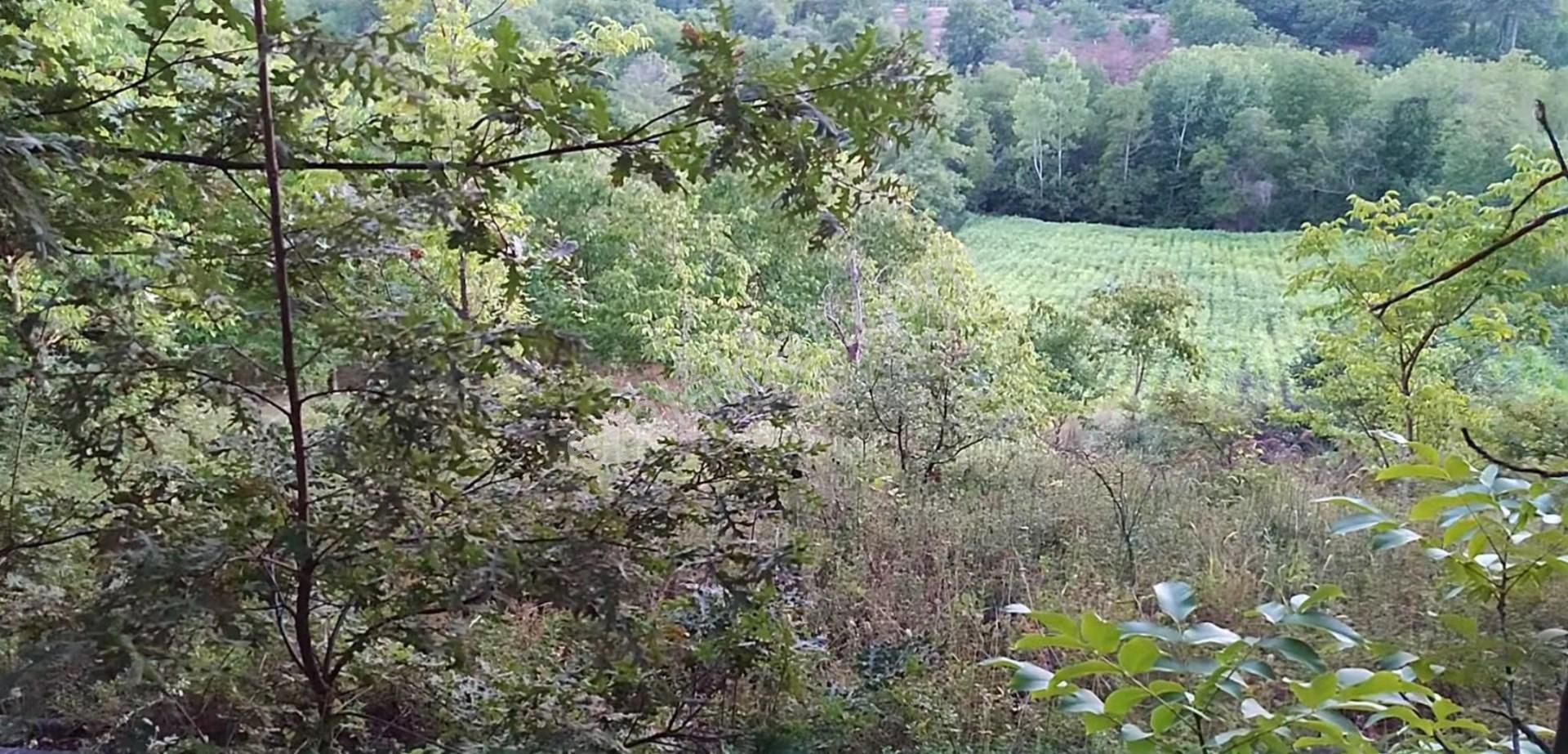 5194 M2 Kadastrol Yola Cephe , Suyu Olan 1 Dönümü Cevizlik Köye Yakın, Eskiyayla Köyü Çan Çanakkale - Görsel 4