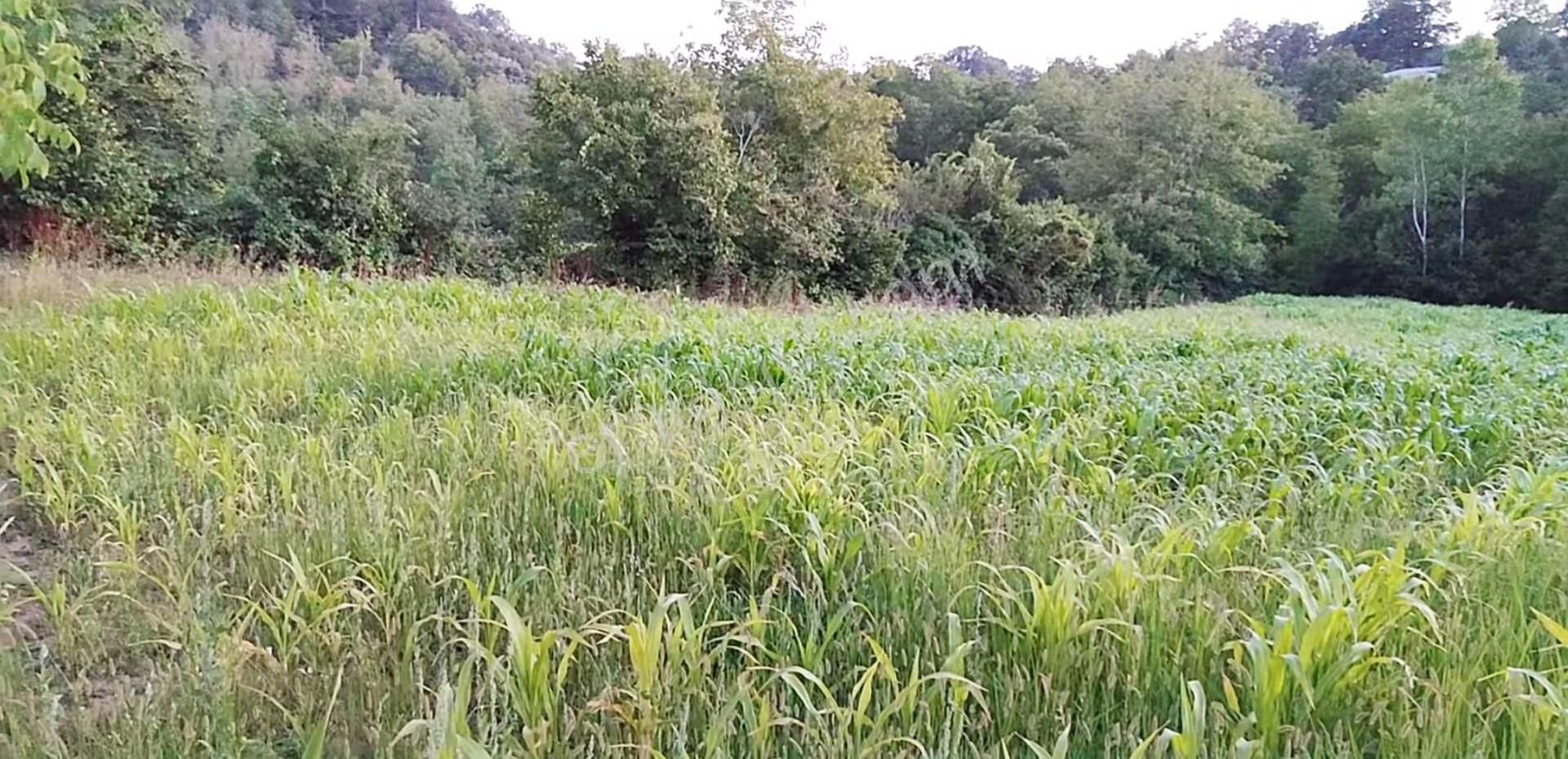 5194 M2 Kadastrol Yola Cephe , Suyu Olan 1 Dönümü Cevizlik Köye Yakın, Eskiyayla Köyü Çan Çanakkale - Görsel 9