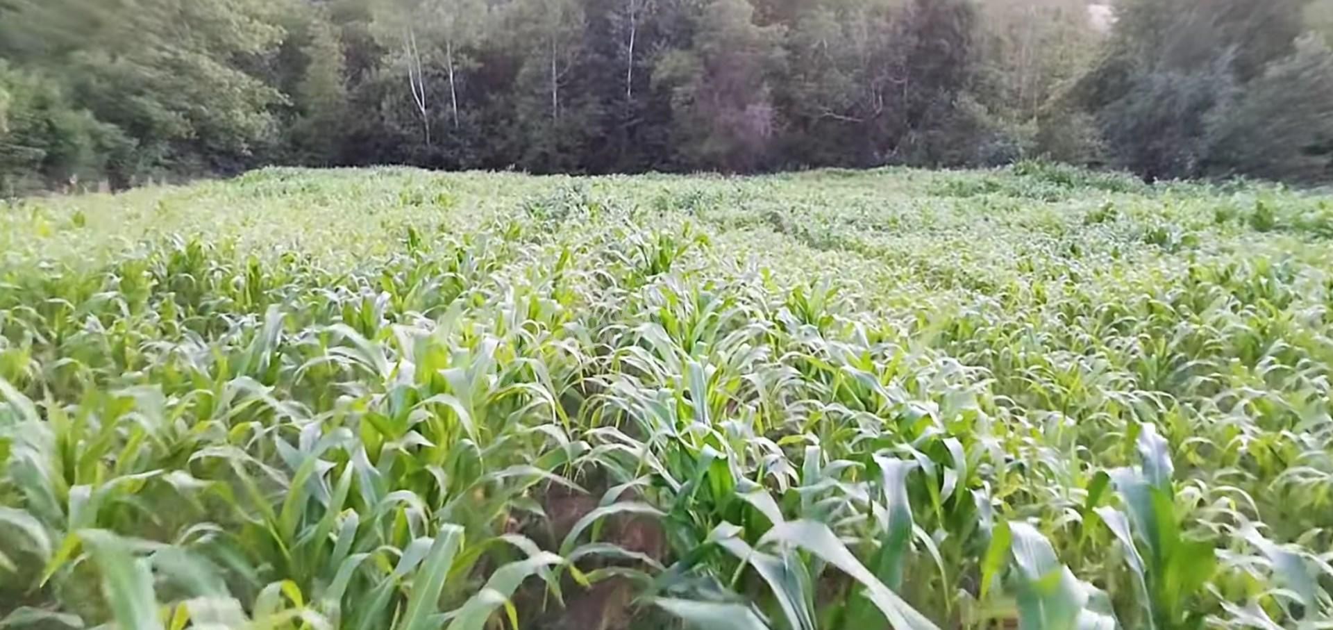 5194 M2 Kadastrol Yola Cephe , Suyu Olan 1 Dönümü Cevizlik Köye Yakın, Eskiyayla Köyü Çan Çanakkale - Görsel 10