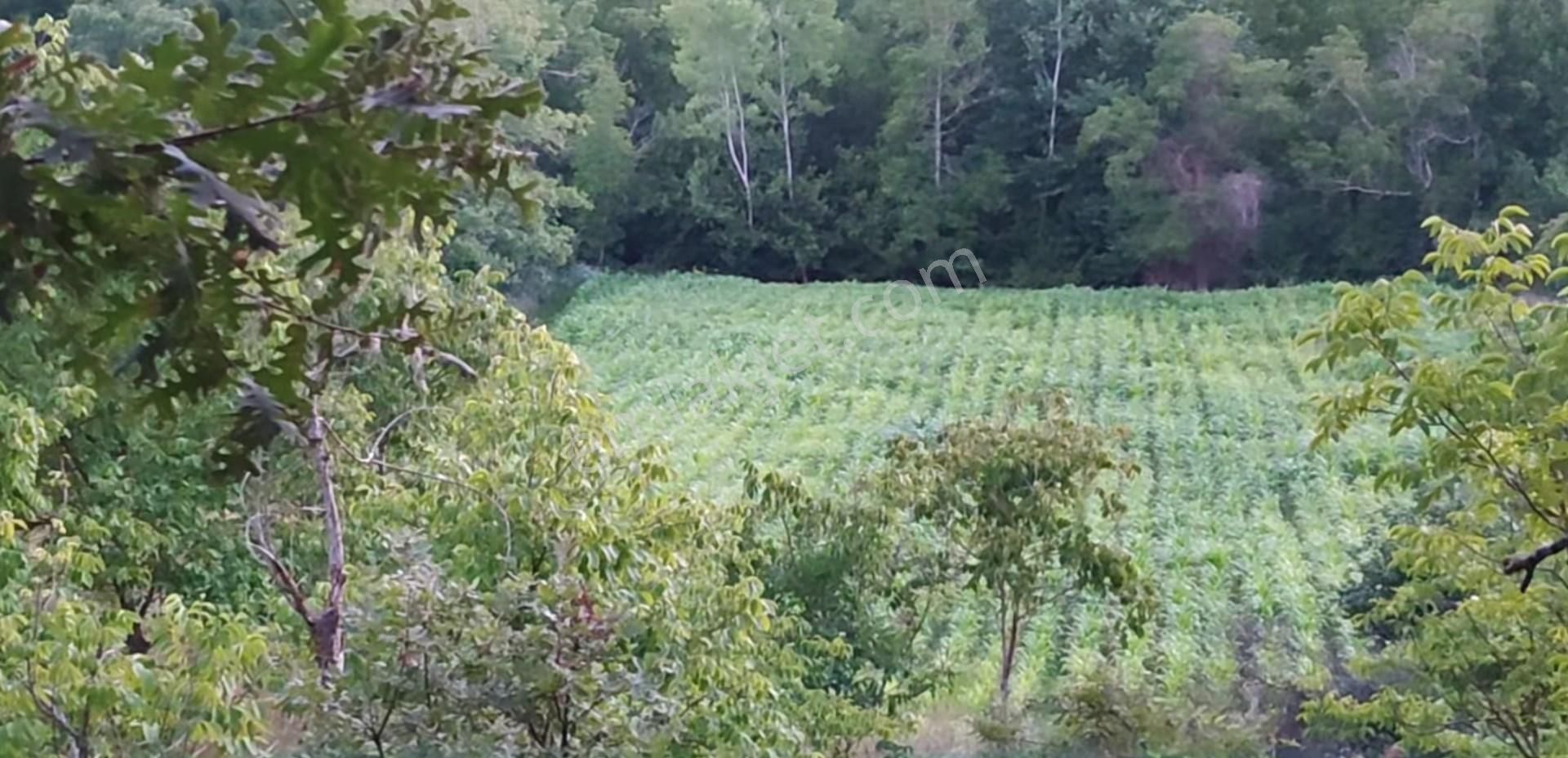 5194 M2 Kadastrol Yola Cephe , Suyu Olan 1 Dönümü Cevizlik Köye Yakın, Eskiyayla Köyü Çan Çanakkale - Görsel 2