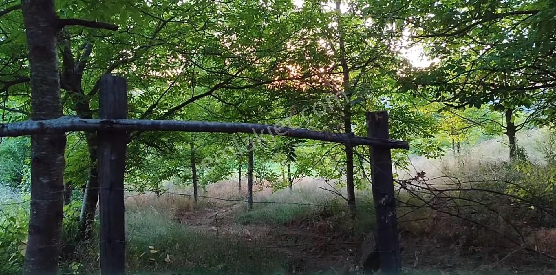 5194 M2 Kadastrol Yola Cephe , Suyu Olan 1 Dönümü Cevizlik Köye Yakın, Eskiyayla Köyü Çan Çanakkale - Görsel 5