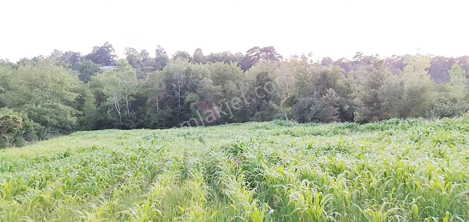 5194 M2 Kadastrol Yola Cephe , Suyu Olan 1 Dönümü Cevizlik Köye Yakın, Eskiyayla Köyü Çan Çanakkale - Görsel 3