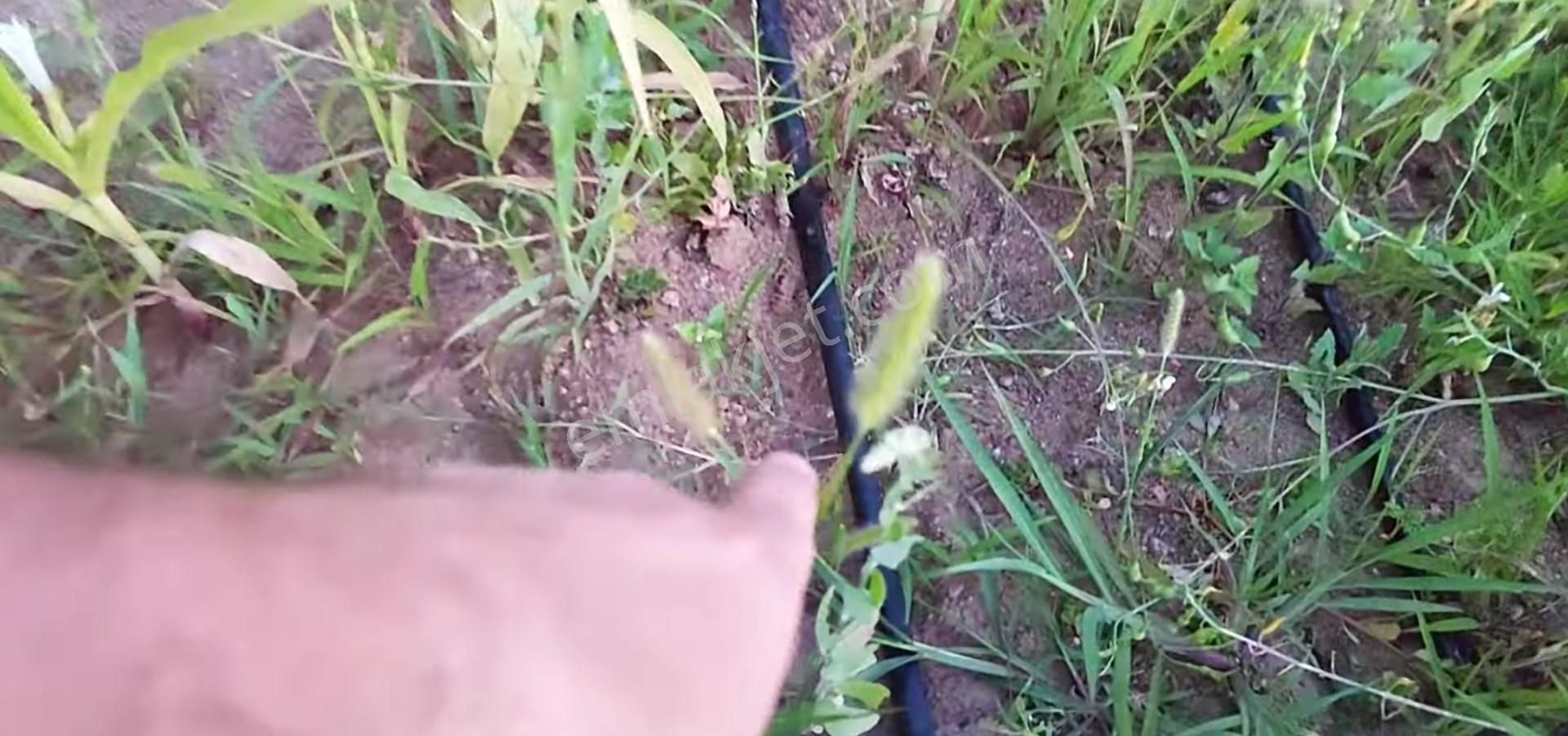 5194 M2 Kadastrol Yola Cephe , Suyu Olan 1 Dönümü Cevizlik Köye Yakın, Eskiyayla Köyü Çan Çanakkale - Görsel 12