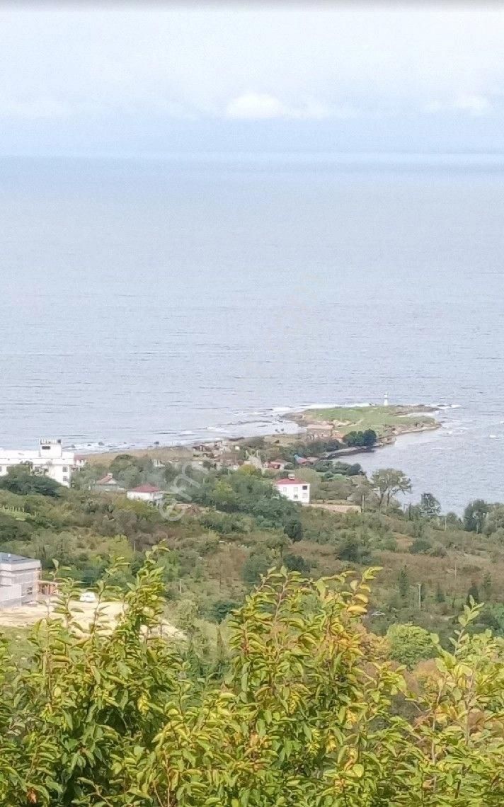 Perşembe Çaytepe Mahallesinde İmarlı Fındık Bahçesi.