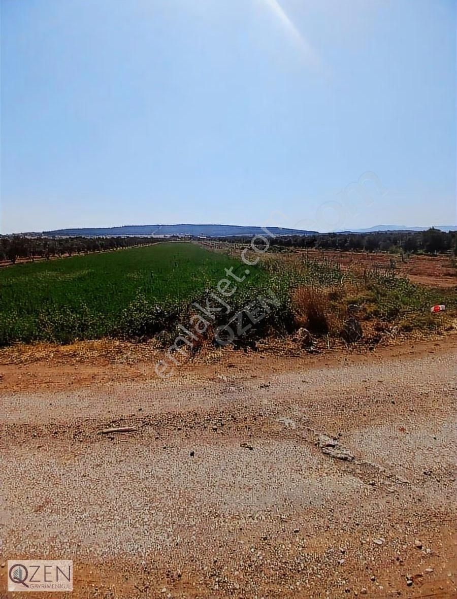 Qzen Gayrimenkulden Oğlananasıda 1250 M2 Tek Tapu Tarla - Görsel 13