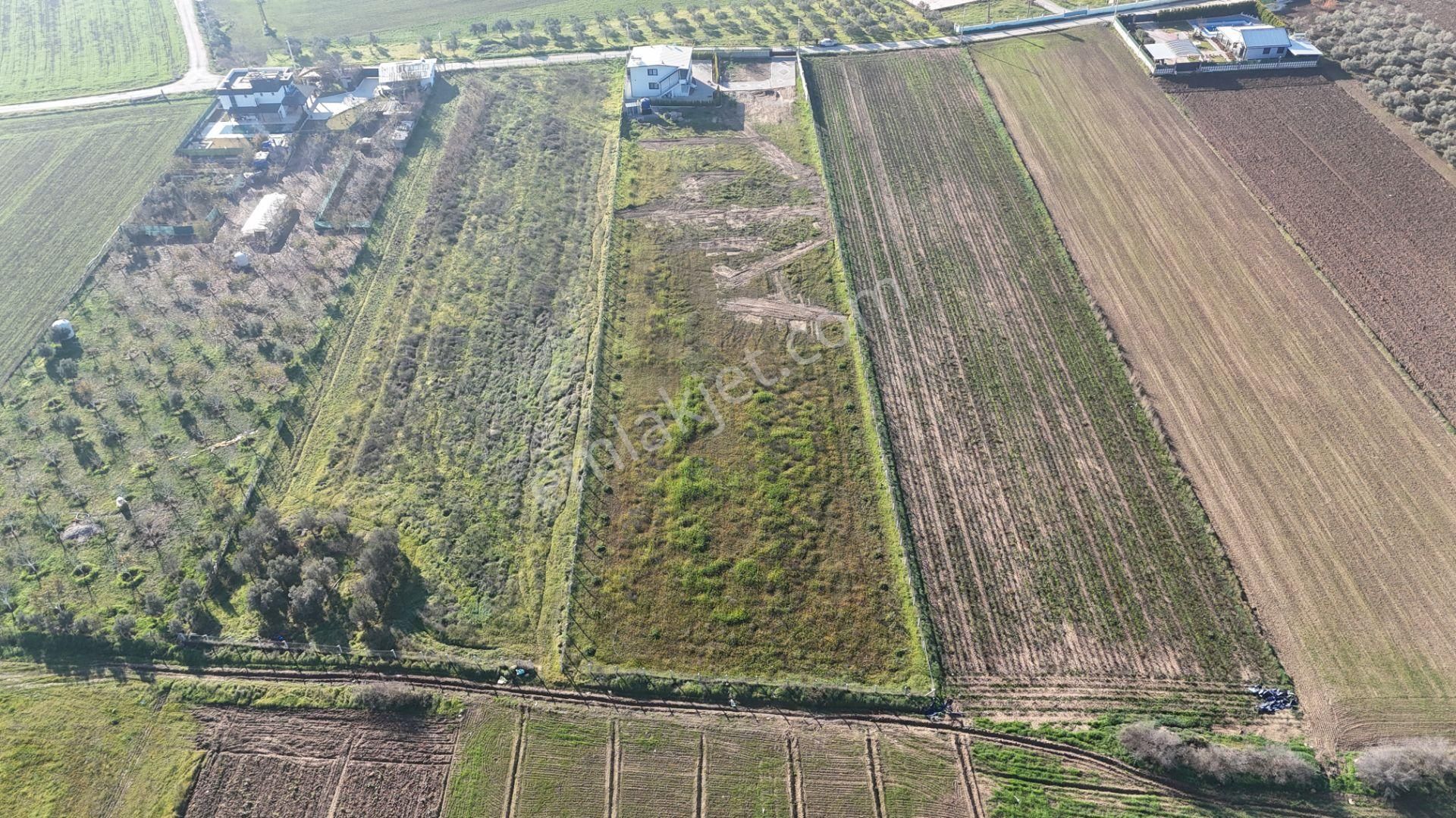 İzmir Menderes Tekelide 7 Dönüm Arsa 3+1 Ev Elektrik Su Kiralık Çiftlik - Görsel 9