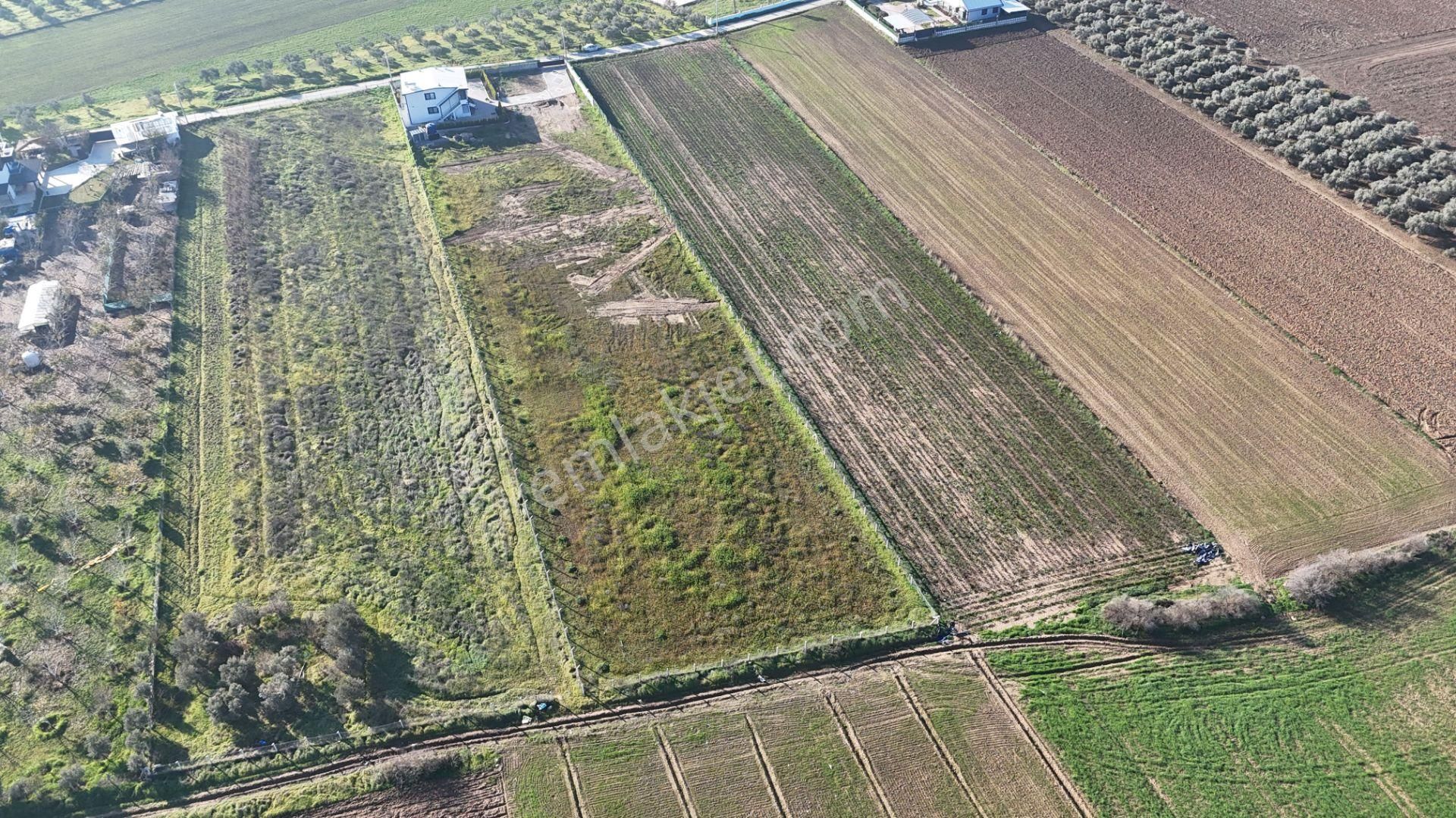 İzmir Menderes Tekelide 7 Dönüm Arsa 3+1 Ev Elektrik Su Kiralık Çiftlik - Görsel 4