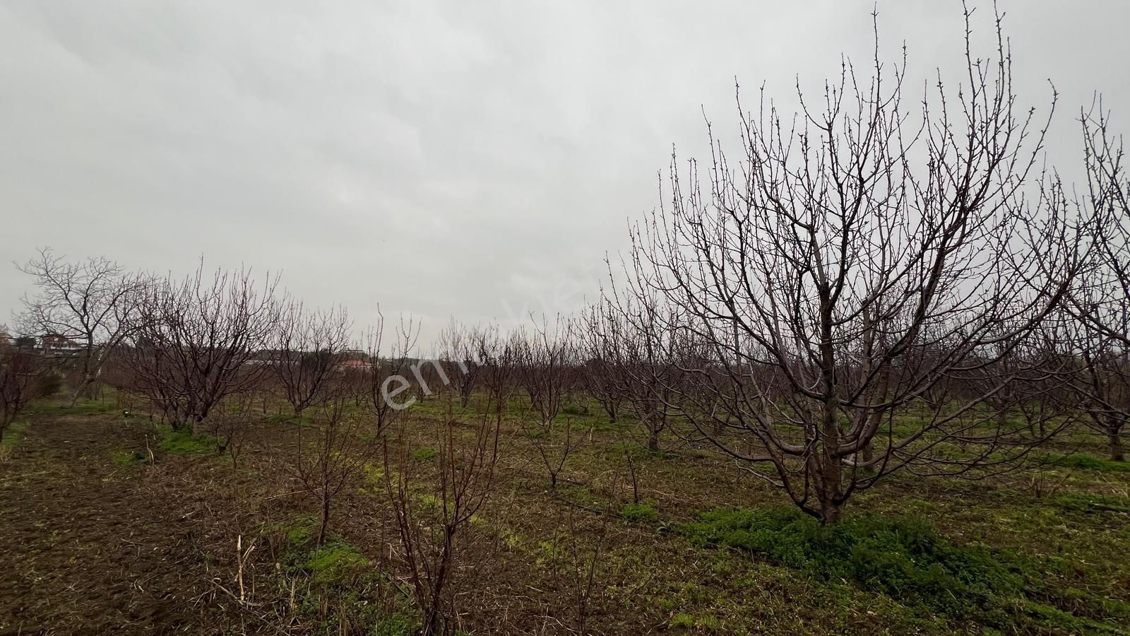 Kemalpaşa Bağyurdu'nda Değerı Her Geçen Gün Artan Kıraz Bahçesı - Görsel 10