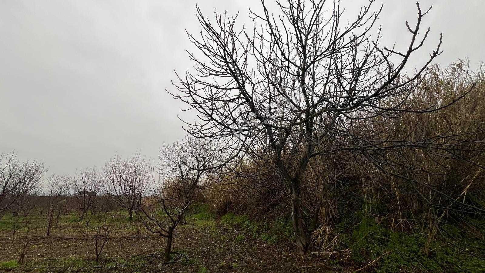 Kemalpaşa Bağyurdu'nda Değerı Her Geçen Gün Artan Kıraz Bahçesı - Görsel 4