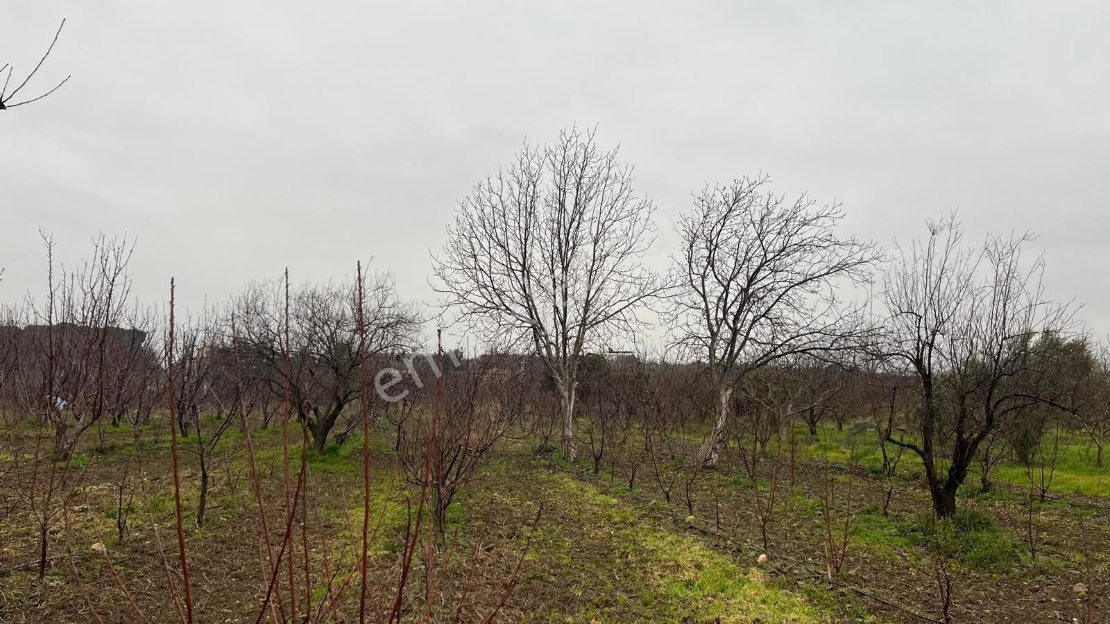 Kemalpaşa Bağyurdu'nda Değerı Her Geçen Gün Artan Kıraz Bahçesı - Görsel 15
