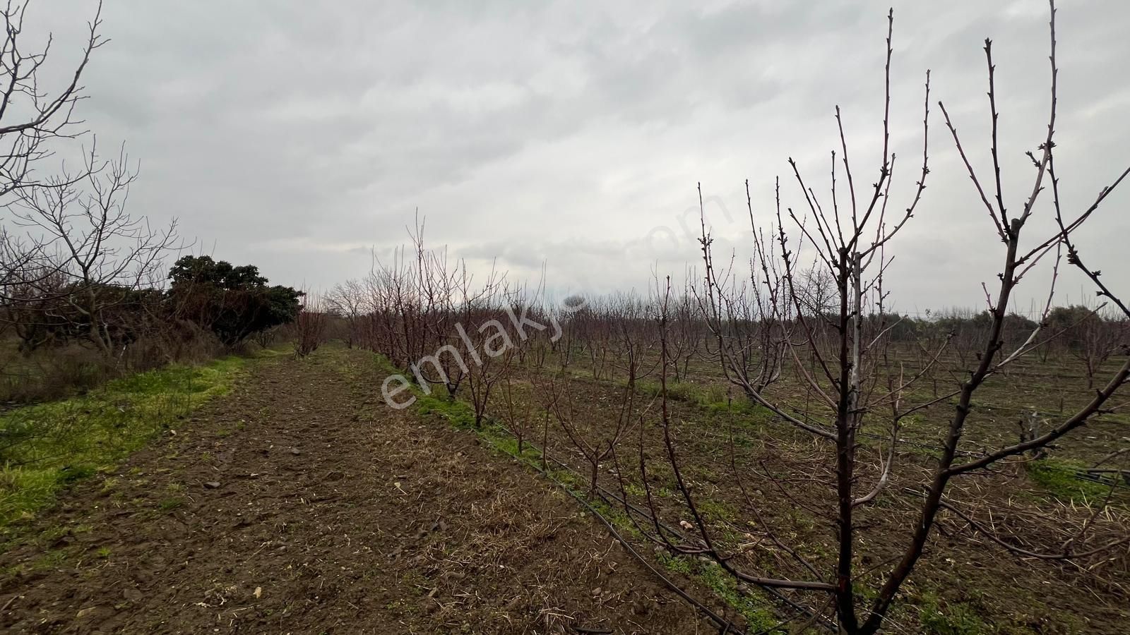 Kemalpaşa Bağyurdu'nda Değerı Her Geçen Gün Artan Kıraz Bahçesı - Görsel 8