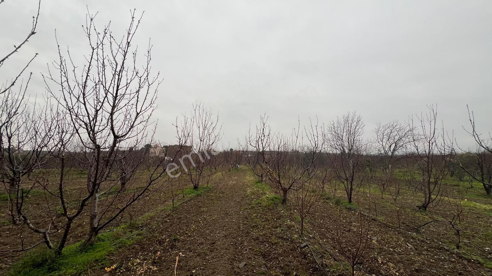 Kemalpaşa Bağyurdu'nda Değerı Her Geçen Gün Artan Kıraz Bahçesı - Görsel 5