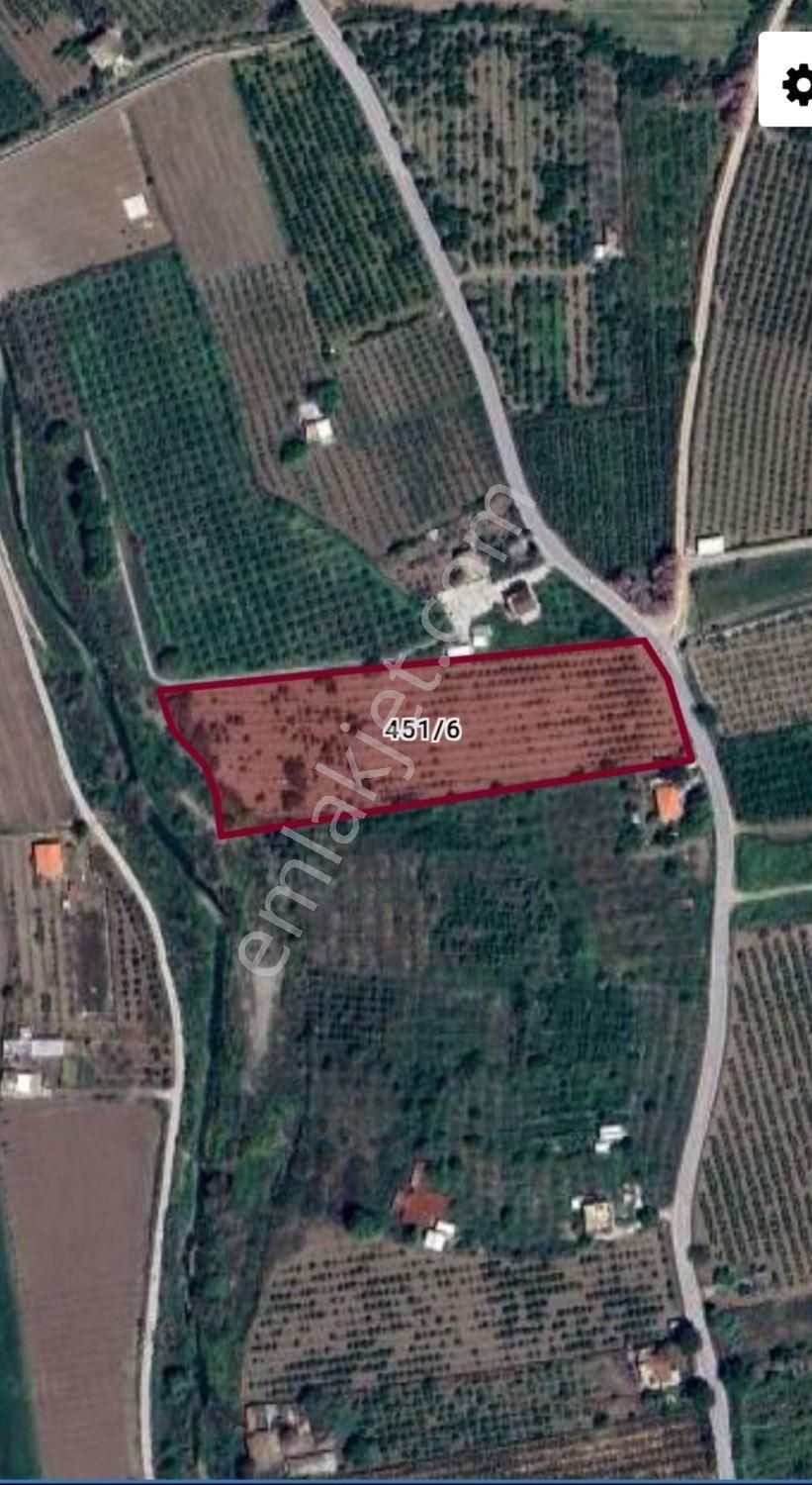 Kemalpaşa Bağyurdu'nda Değerı Her Geçen Gün Artan Kıraz Bahçesı