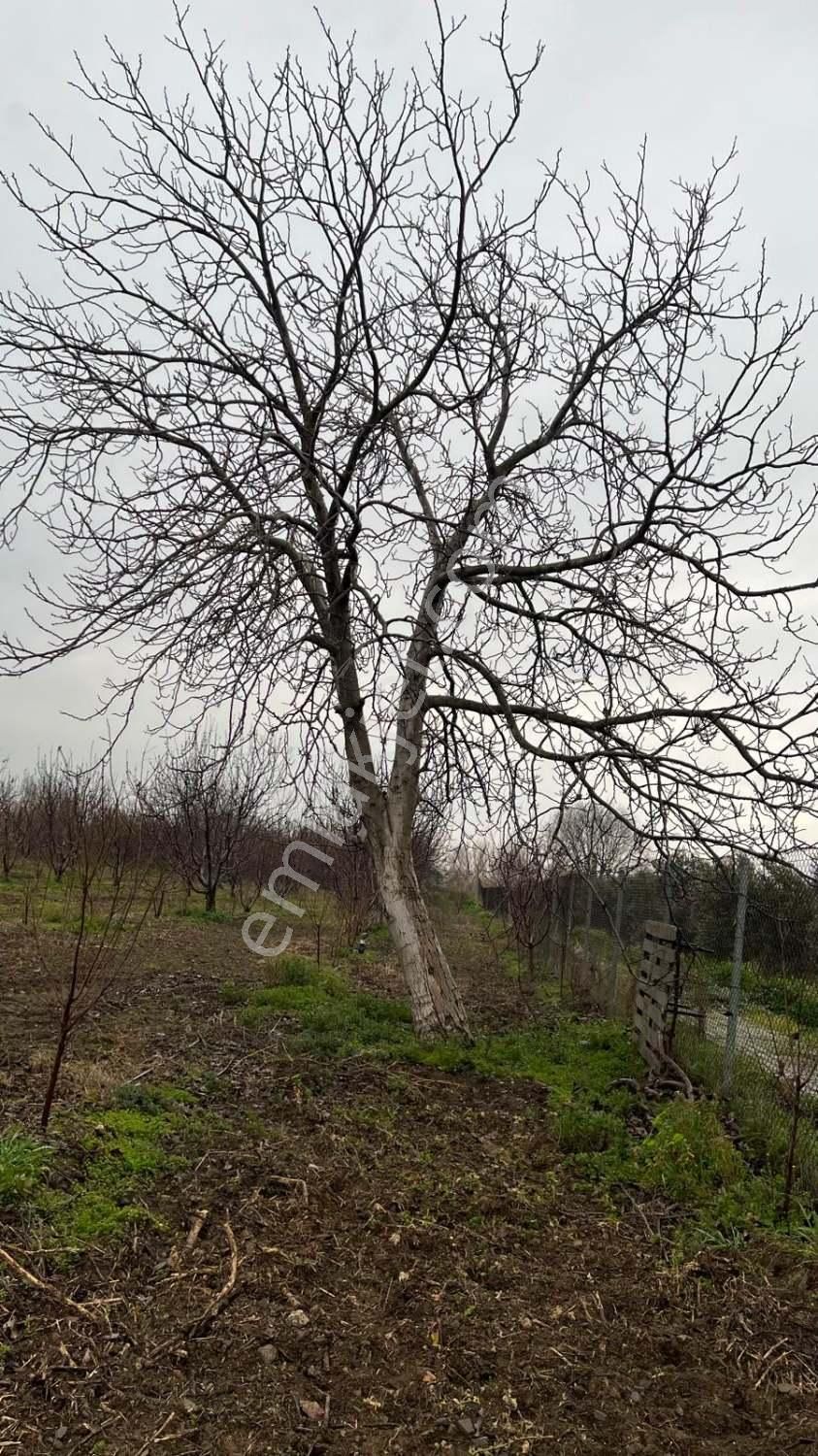 Kemalpaşa Bağyurdu'nda Değerı Her Geçen Gün Artan Kıraz Bahçesı - Görsel 11