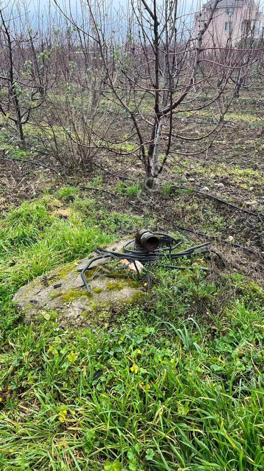 Kemalpaşa Bağyurdu'nda Değerı Her Geçen Gün Artan Kıraz Bahçesı - Görsel 18