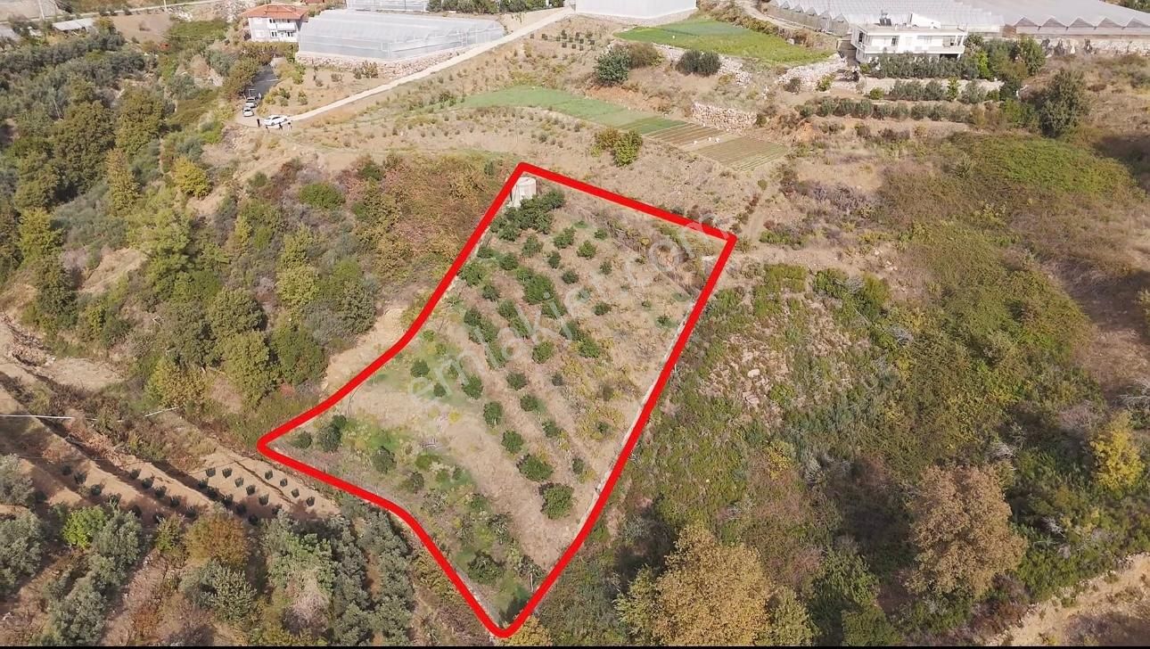 Alanya Elikesik'te Satılık Avakado Bahçesi