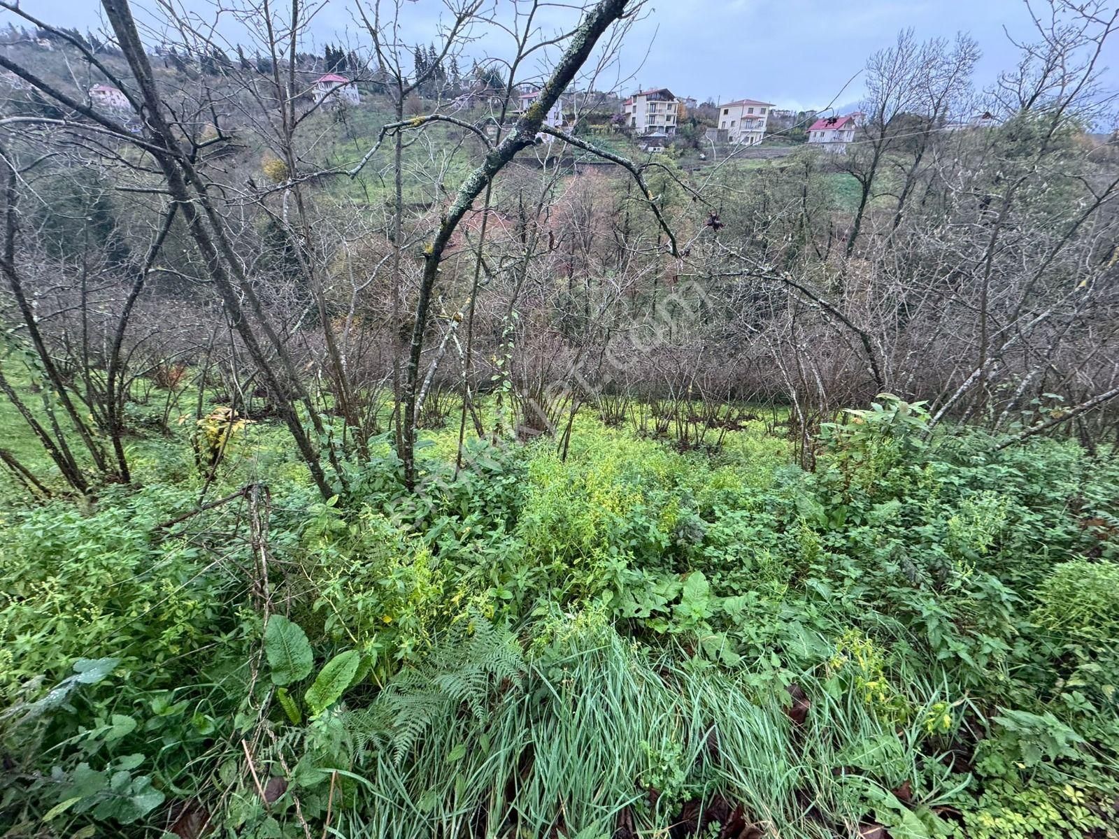 Trabzon Kavalada Satılık Arazi - Görsel 30