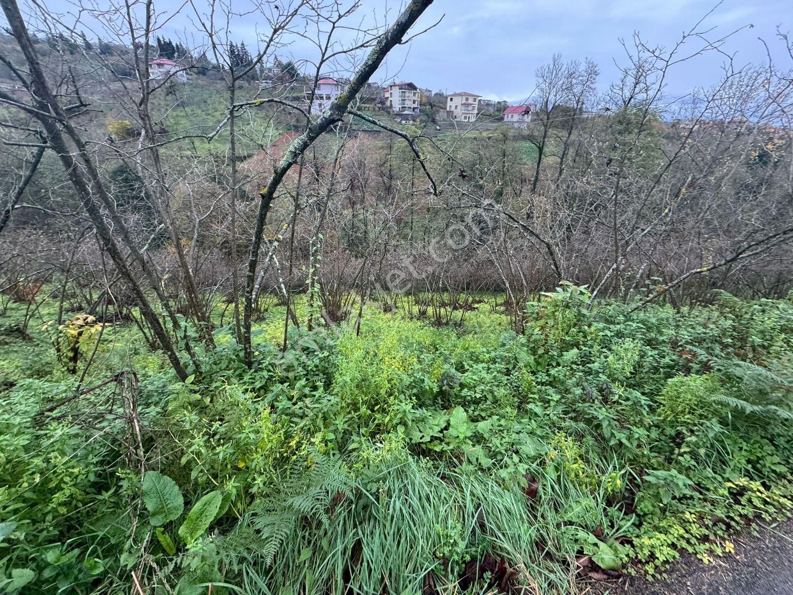 Trabzon Kavalada Satılık Arazi - Görsel 33