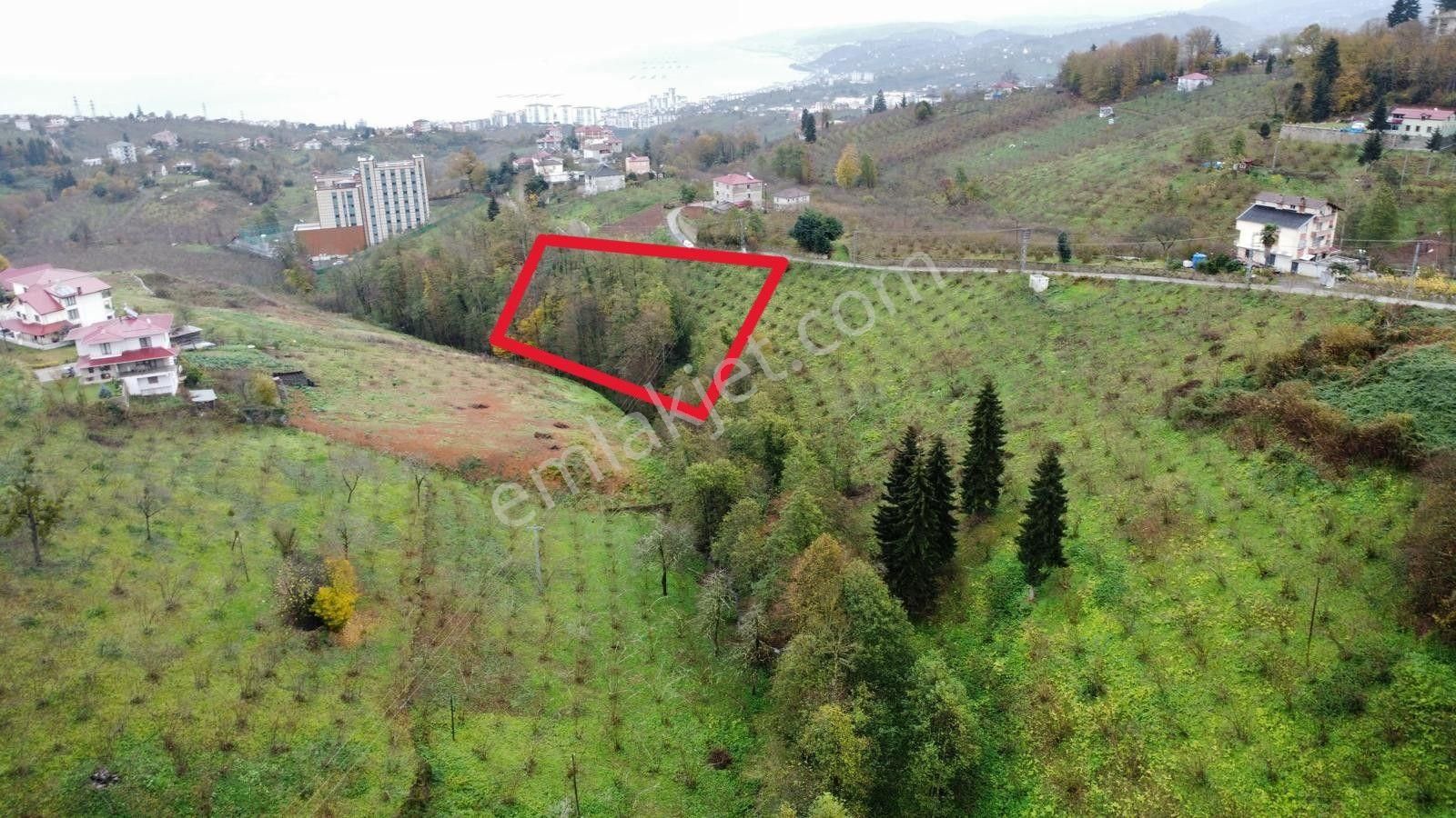 Trabzon Kavalada Satılık Arazi - Görsel 5