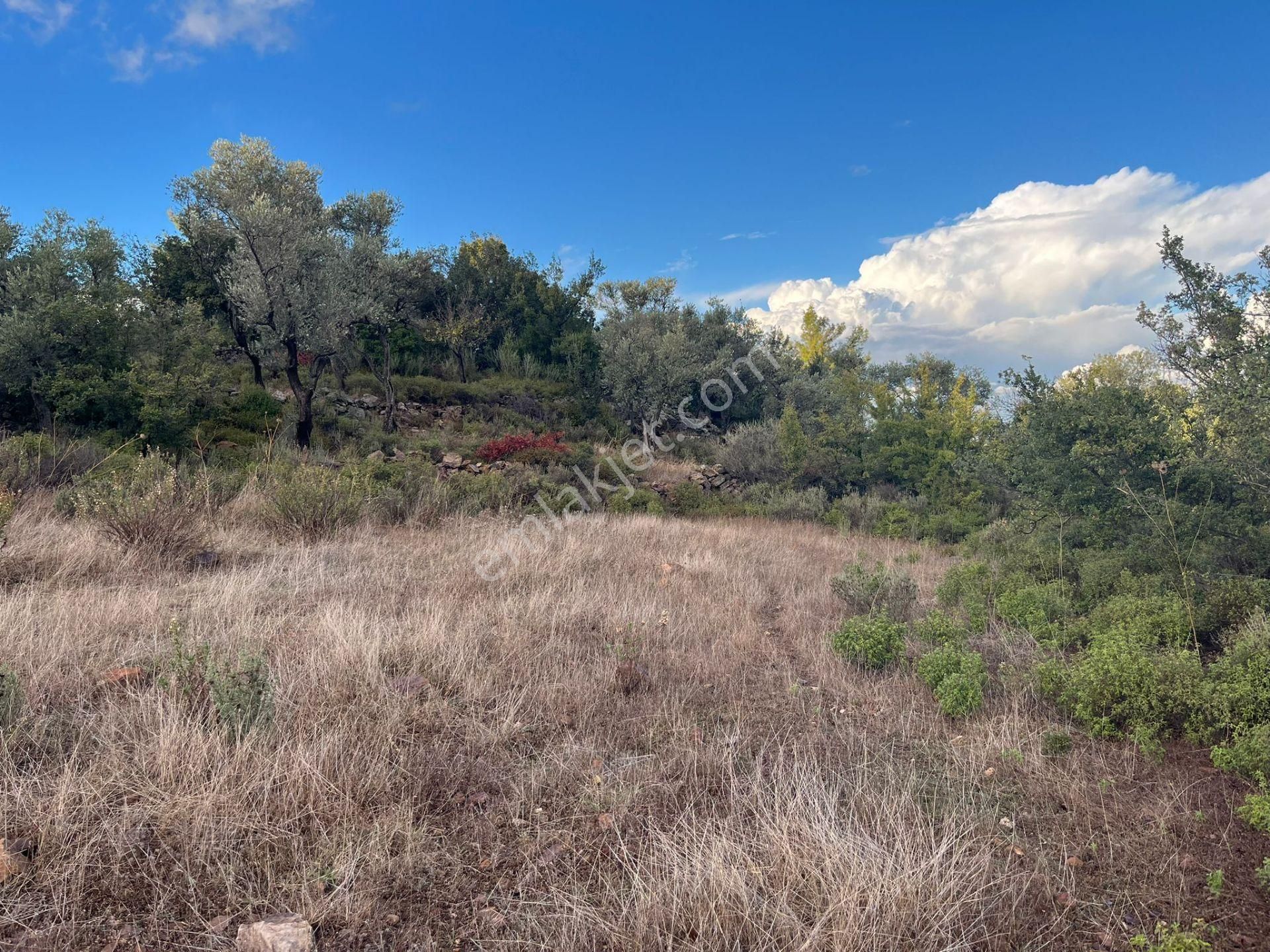 Bodrum’a Yakın, Ege’de Dev Yatırım! 37 Dönüm Zeytinli Tarla - Görsel 9