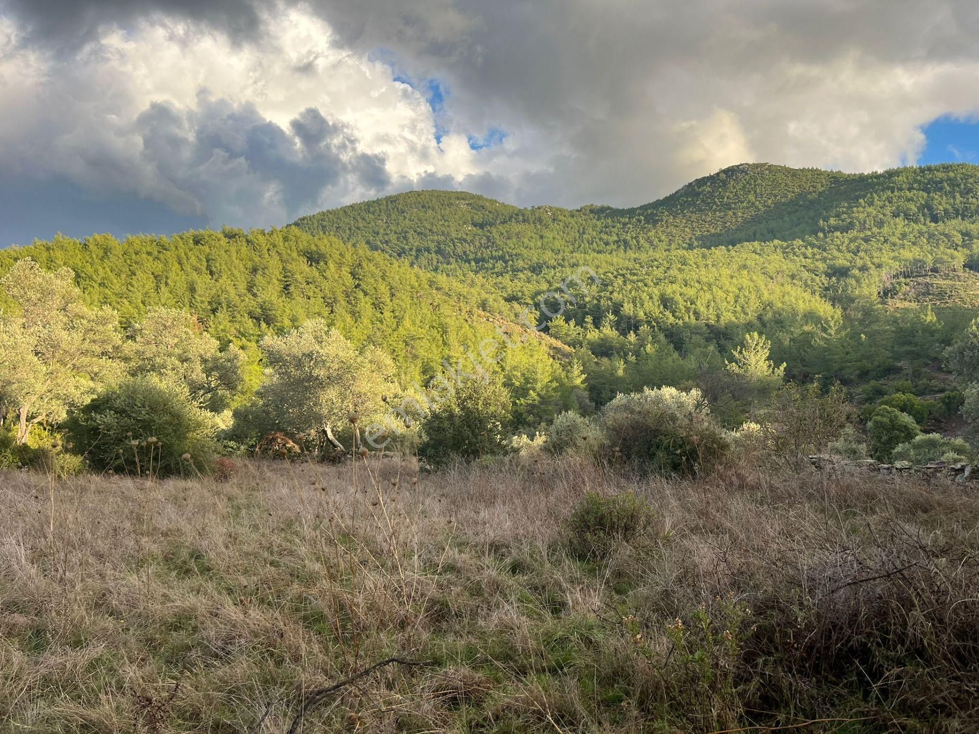 Bodrum’a Yakın, Ege’de Dev Yatırım! 37 Dönüm Zeytinli Tarla