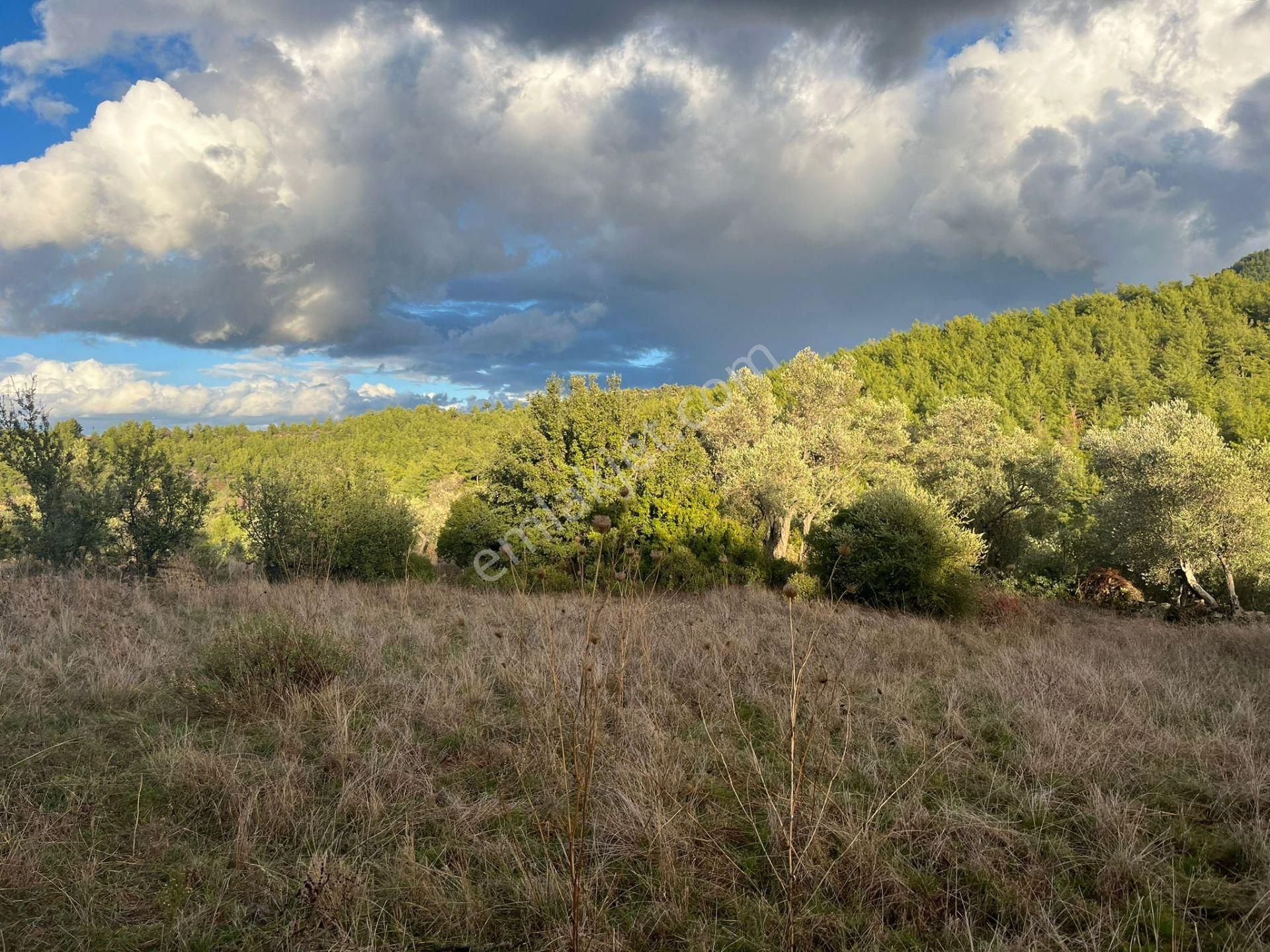 Bodrum’a Yakın, Ege’de Dev Yatırım! 37 Dönüm Zeytinli Tarla - Görsel 2