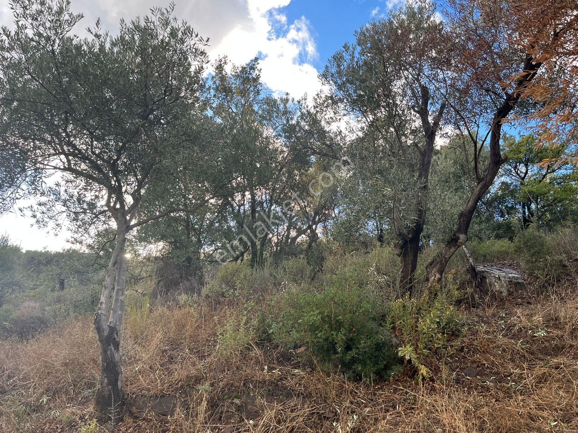 Bodrum’a Yakın, Ege’de Dev Yatırım! 37 Dönüm Zeytinli Tarla - Görsel 12