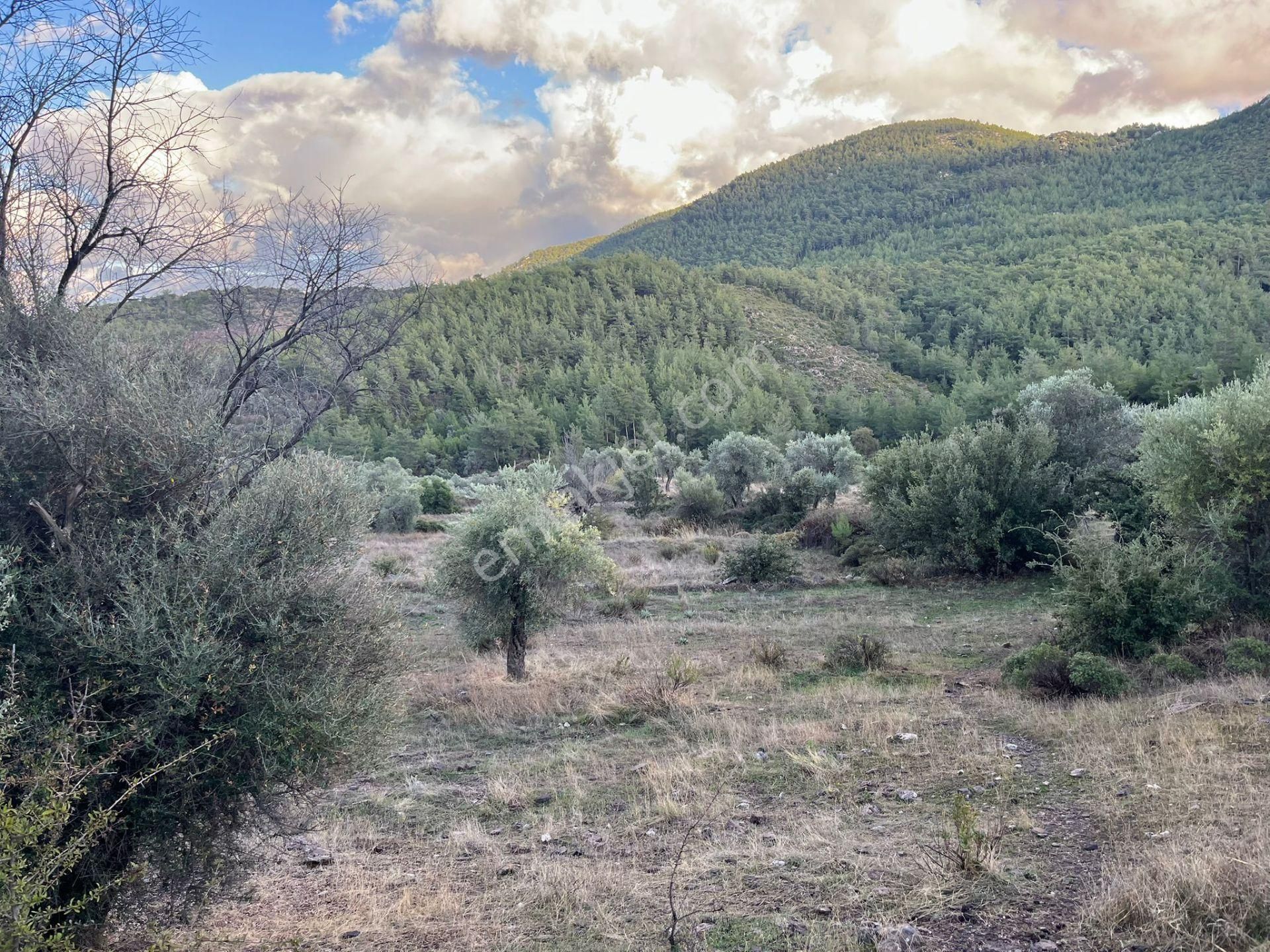 Bodrum’a Yakın, Ege’de Dev Yatırım! 37 Dönüm Zeytinli Tarla - Görsel 3