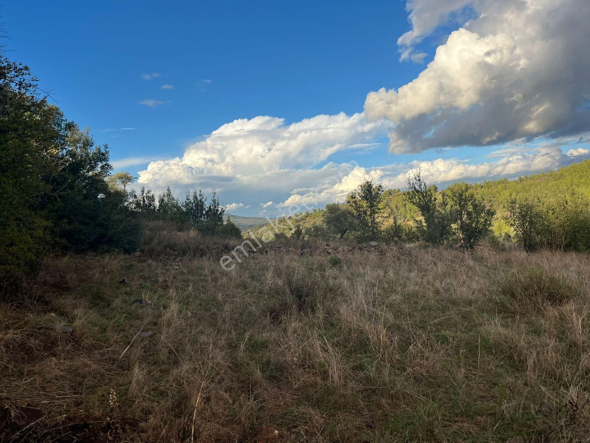 Bodrum’a Yakın, Ege’de Dev Yatırım! 37 Dönüm Zeytinli Tarla - Görsel 13