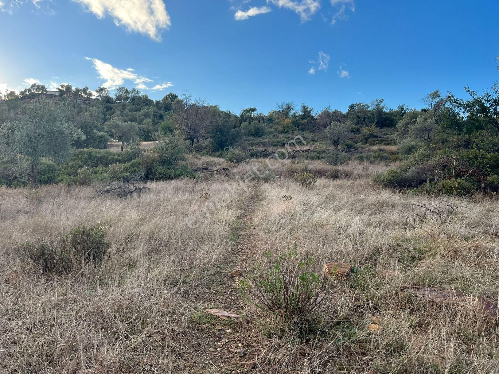 Bodrum’a Yakın, Ege’de Dev Yatırım! 37 Dönüm Zeytinli Tarla - Görsel 10