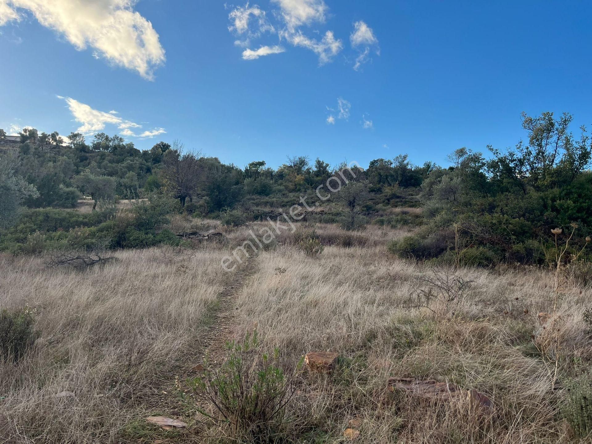Bodrum’a Yakın, Ege’de Dev Yatırım! 37 Dönüm Zeytinli Tarla - Görsel 8