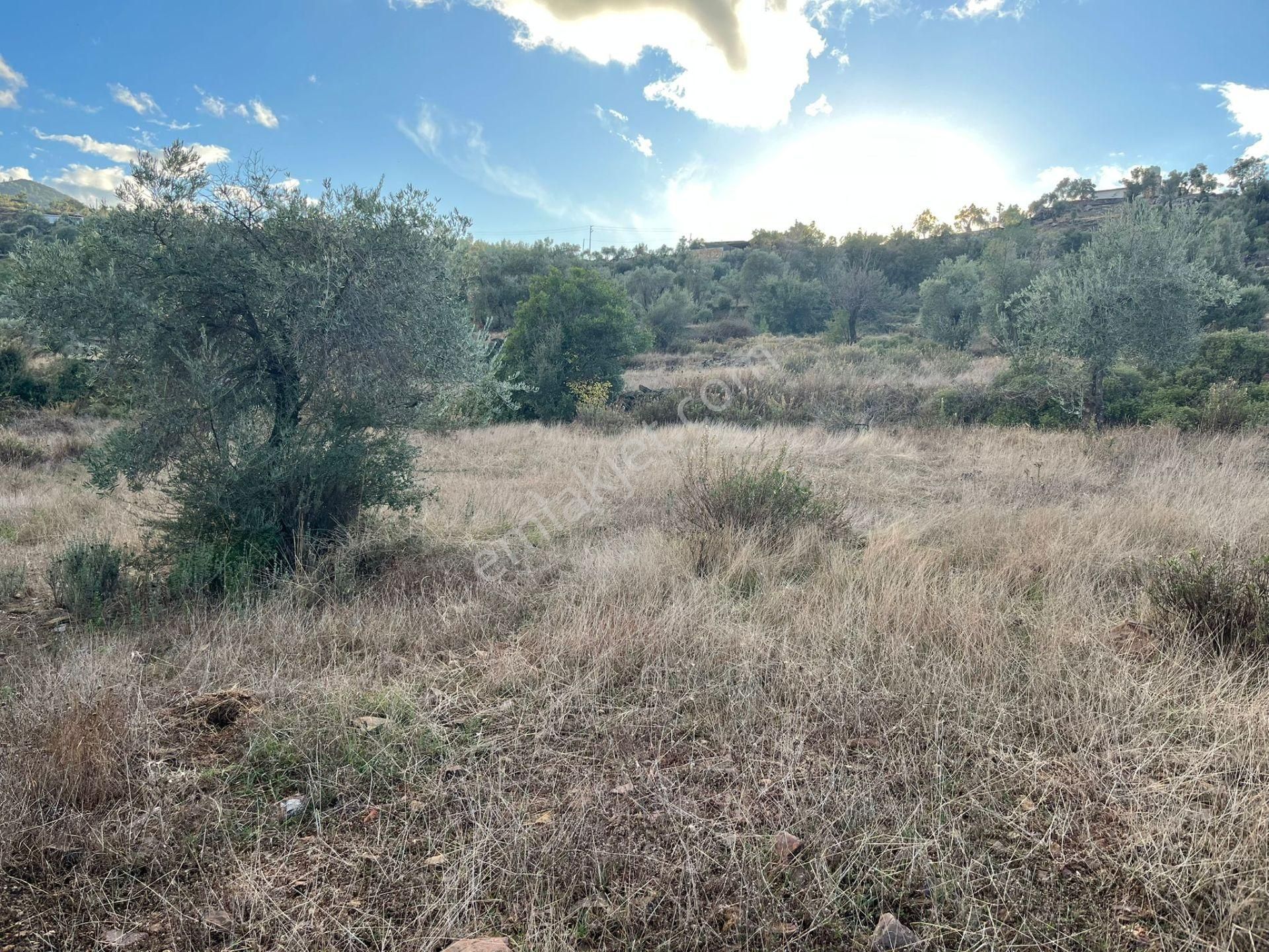 Bodrum’a Yakın, Ege’de Dev Yatırım! 37 Dönüm Zeytinli Tarla - Görsel 4