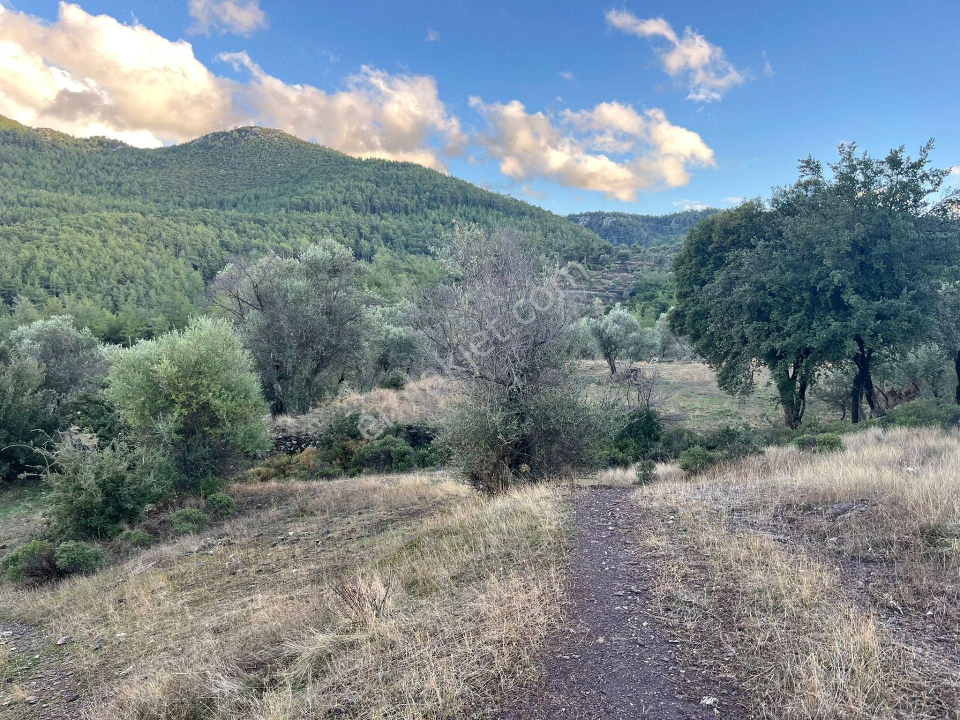Bodrum’a Yakın, Ege’de Dev Yatırım! 37 Dönüm Zeytinli Tarla - Görsel 7
