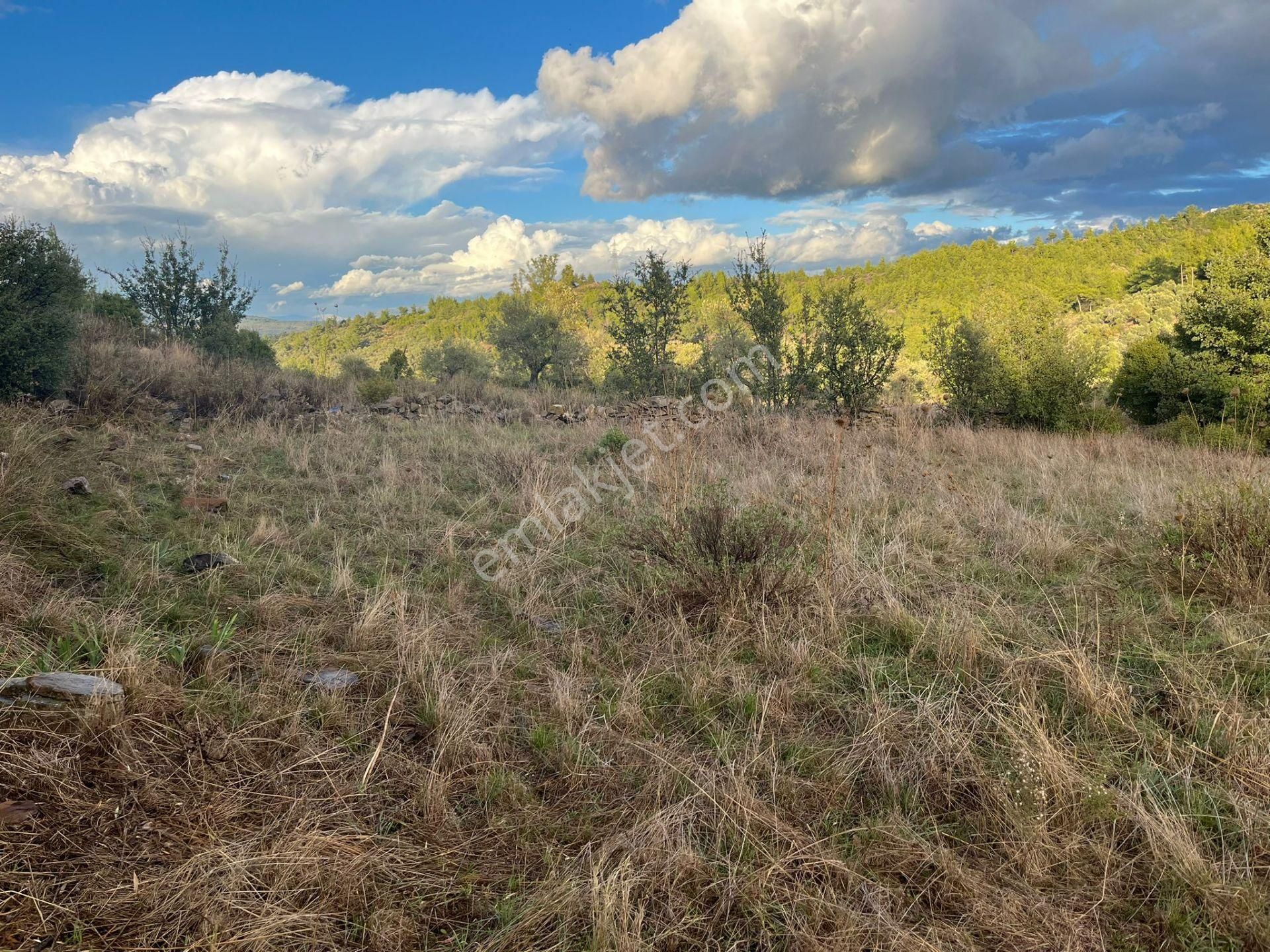 Bodrum’a Yakın, Ege’de Dev Yatırım! 37 Dönüm Zeytinli Tarla - Görsel 14