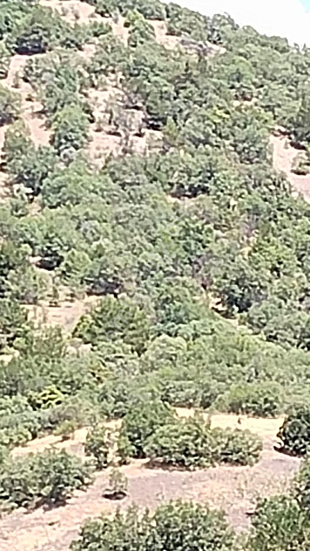 Kızılcahamam Akçakese Köyünde Satılık Tarla - Görsel 7