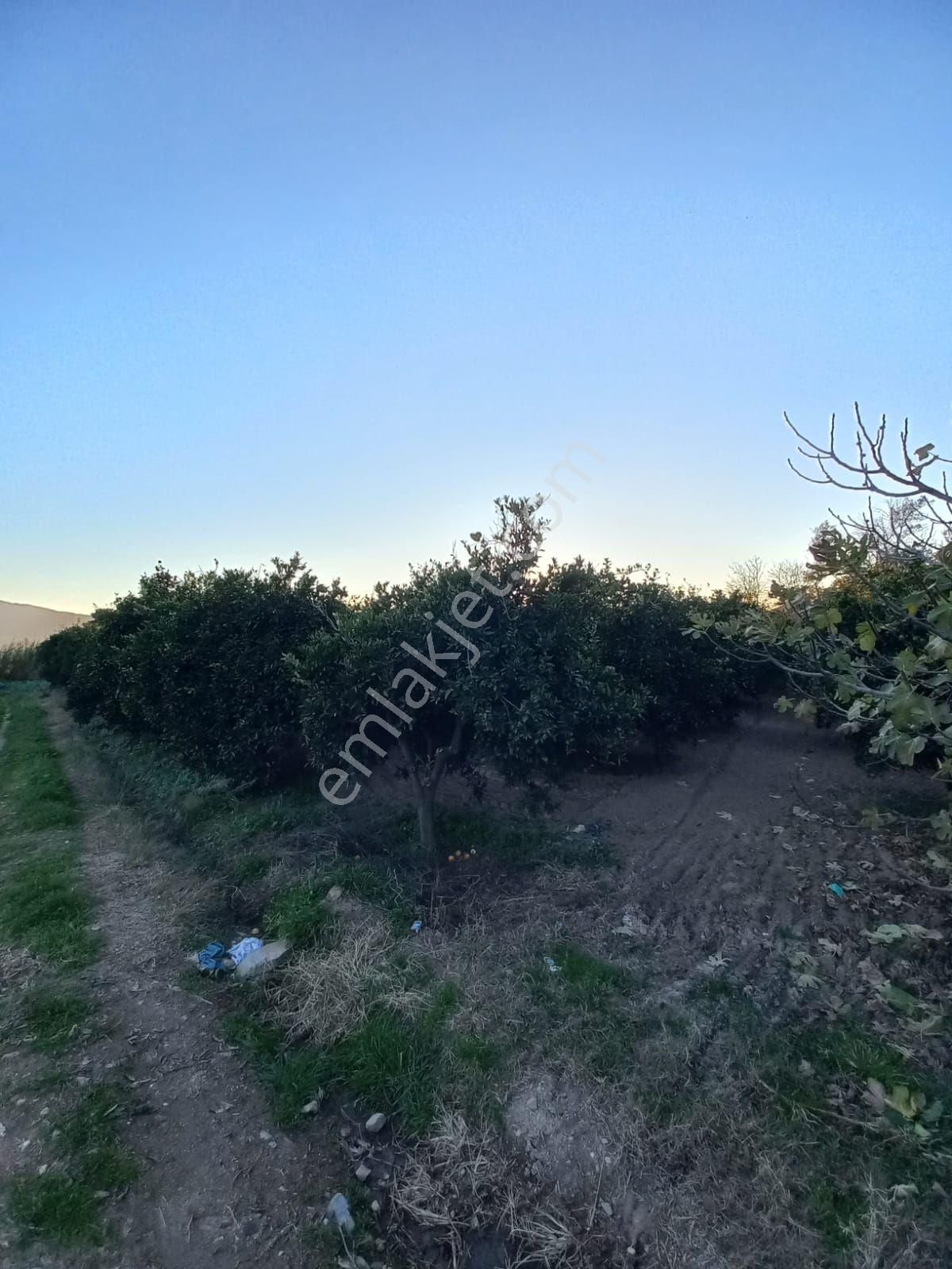 Doğru Gayrımenkulden Beşeylül Mmahallesinde Köy İmar Sahası İçinde 2300 Metre Portakallık - Görsel 3