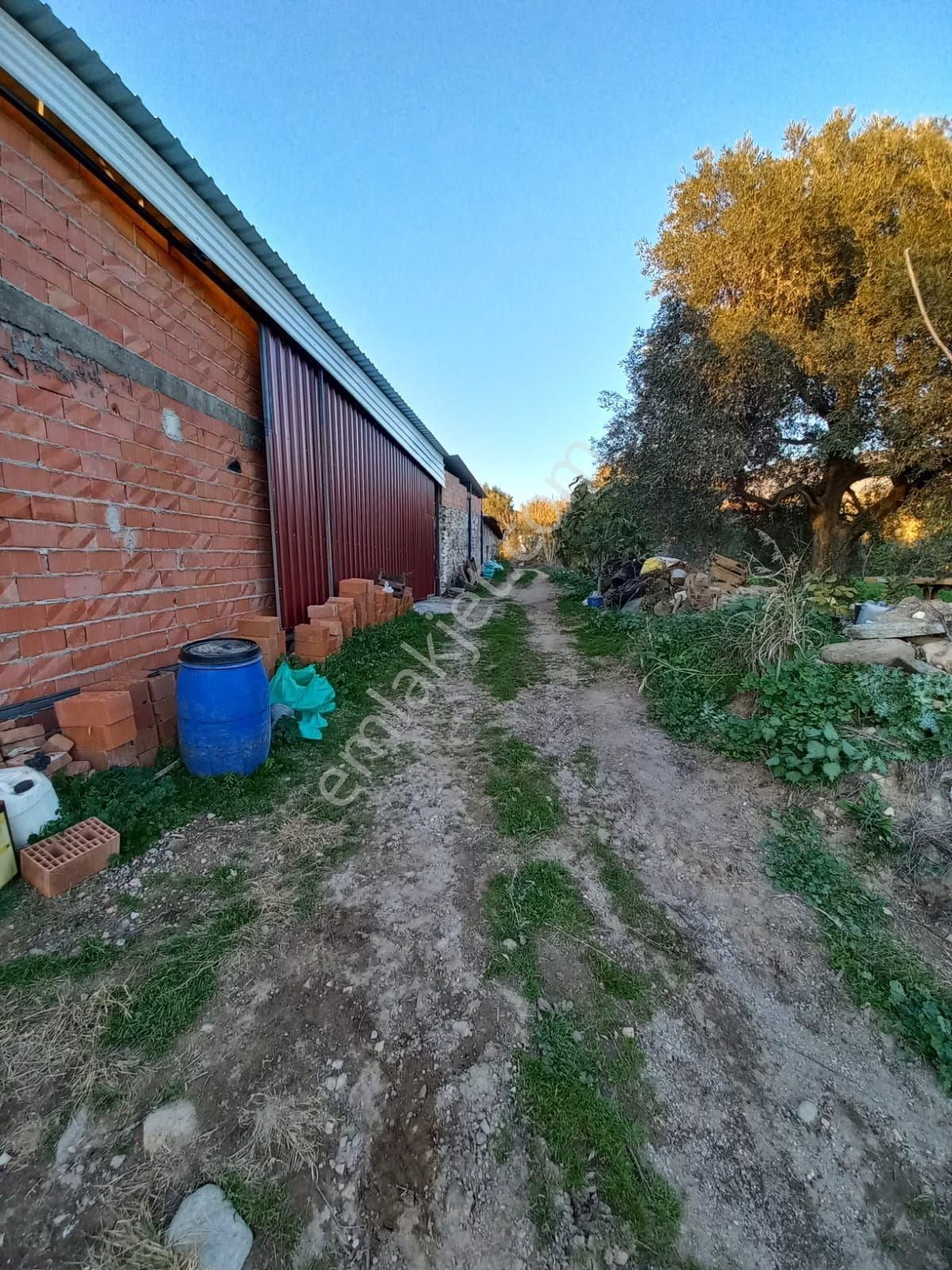 Doğru Gayrımenkulden Beşeylül Mmahallesinde Köy İmar Sahası İçinde 2300 Metre Portakallık - Görsel 11